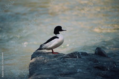 A duck sits near in a mountain river.