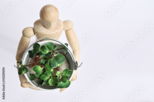 A wooden mannequin holds a bucket of micro-greenery for healthy eating. Home vegetable garden.