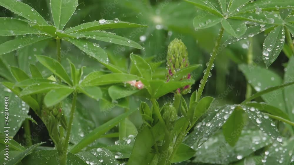 Lupine under summer rain Lupine under summer rain