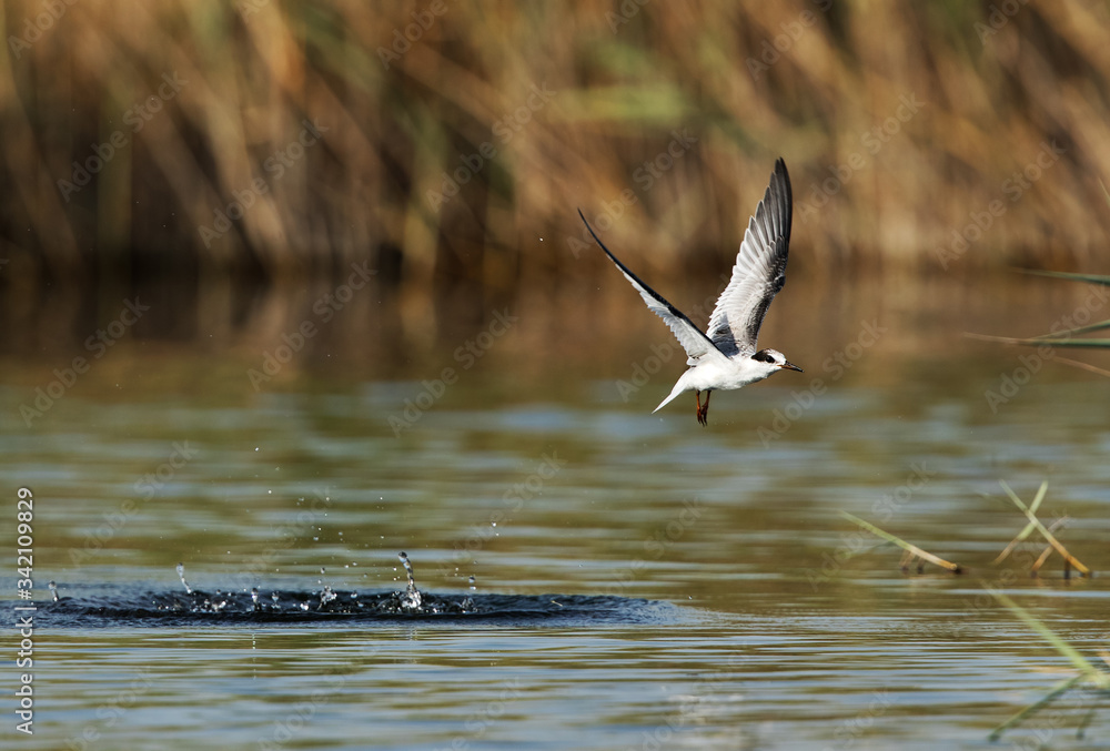 Little Tern flyinf after a dive Little Tern flyinf after a dive