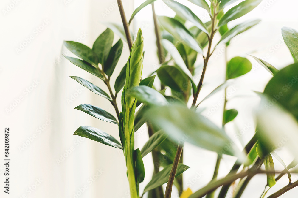 Fototapeta premium Fresh new green leaves growing from zz plant, close up. Beautiful zamioculcas plant in sunny light on window sill on white background. Houseplant. Plants in modern interior room