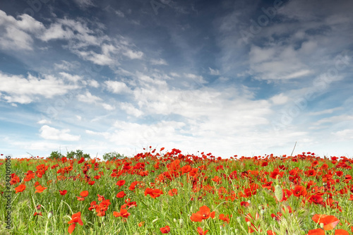 Campo verde lleno de amapolas y el cielo azul con nubes en Els Plans de Sio de Lerida (Cataluña, España).