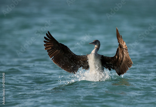 Socotra cormorant landing