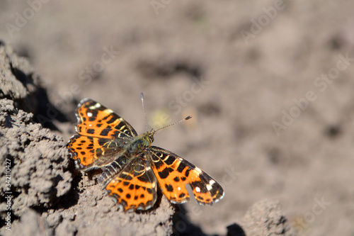 butterfly ditting on the soil