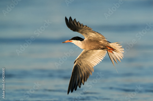 White-cheeked Tern flying © Dr Ajay Kumar Singh