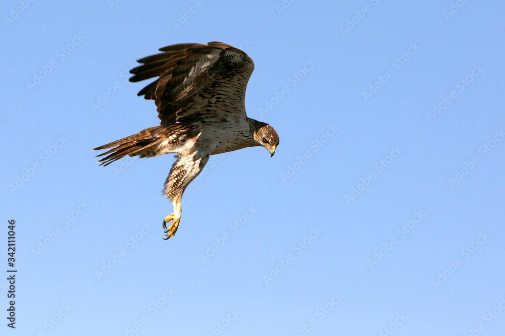 Obraz premium Bonelli´s Eagle