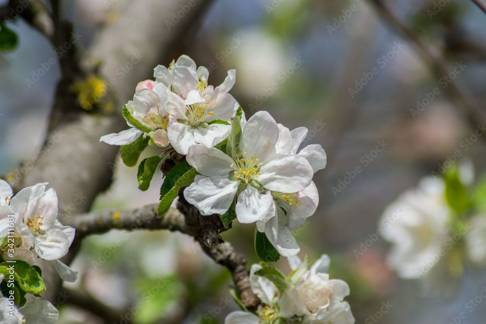Apple tree blossom, pink tender flowers in spring season, selective focus, seasonal nature flora