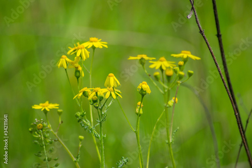 Close-up of beautiful Dahlberg daisy, meadow with wild flowers and green grass. blurred bokeh background, seasonal flora, field photo