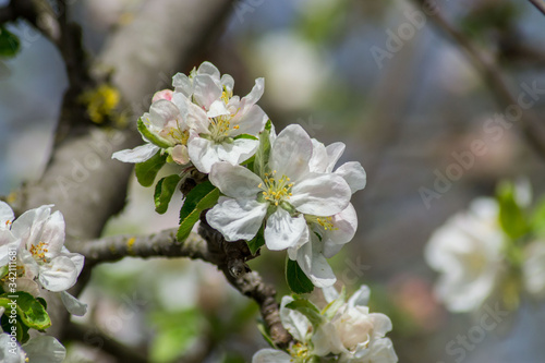 Apple tree blossom, pink tender flowers in spring season, selective focus, seasonal nature flora