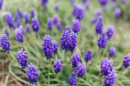 Purple flowers closeup on green grass background