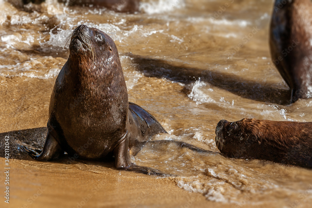 Naklejka premium South American sea lion