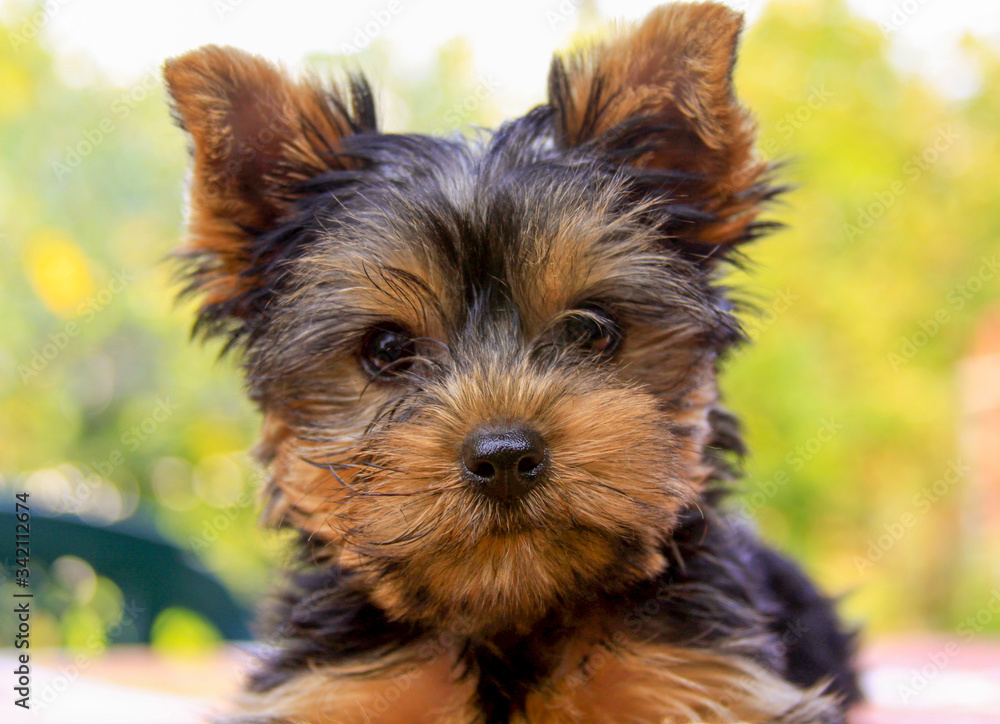 Yorkshire terrier puppy portrait sitting outside Yorkshire terrier puppy portrait sitting outside