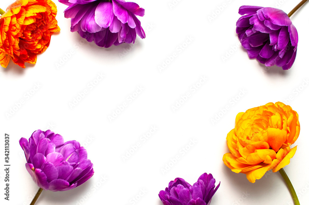 Spring flowers. Frame from orange and lilac peony tulips on white background. Lovely greeting card with tulips for Mothers day, holiday, birthday, wedding or happy event. Flat lay top view copy space