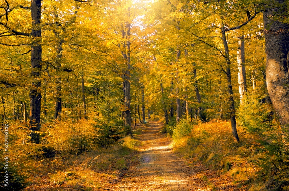 Słoneczny jesienny las