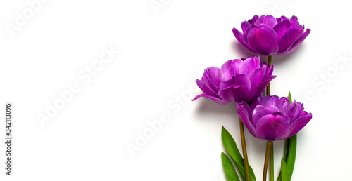 Spring flowers. Lilac purple peony tulips on white background. Lovely greeting card with tulips for Mothers day, holiday, birthday, wedding or happy event. Flat lay top view copy space