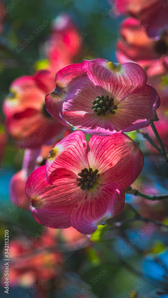 Fototapeta premium pink flower in the garden