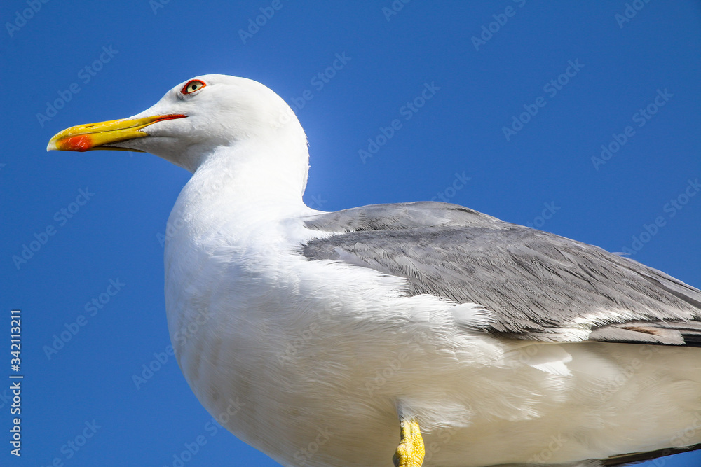 Obraz premium Gaviota