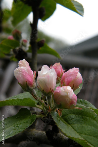 Gloria Mundi Apple Blossoms after a Spring Rain