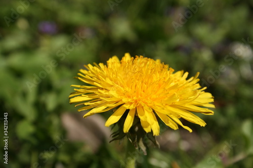 a yellow dandelion in the green grass