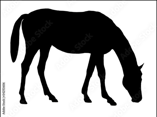 Black silhouette of a grazing horse isolated on a white background.