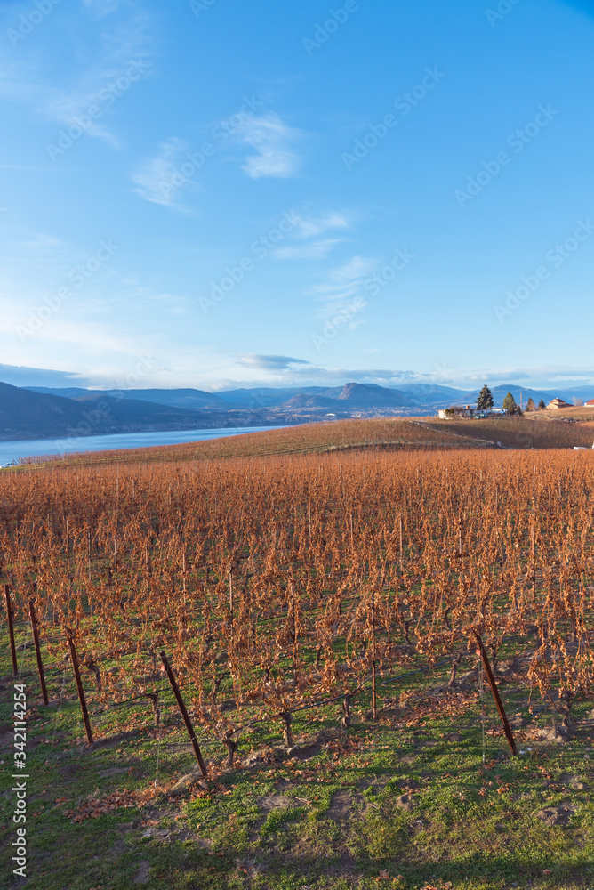 Autumn grapevines on Naramata Bench with view of Okanagan Lake and blue sky
