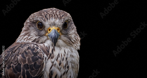 Close-up of a Saker Falcon (Falco cherrug) bird of prey on black background