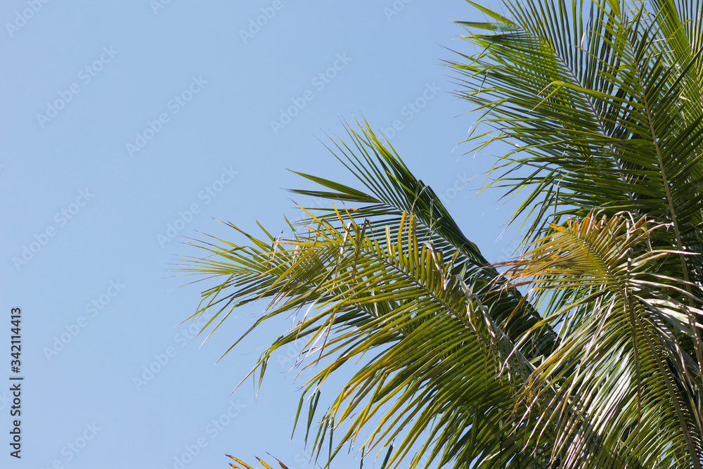 Palm Tree and a blue sky Palm Tree and a blue sky