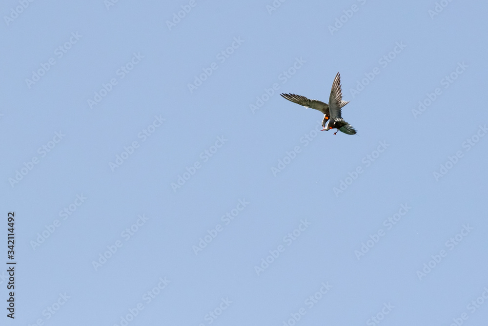 White-cheeked Terns fight and courtship in air. White-cheeked Terns fight and courtship in air.