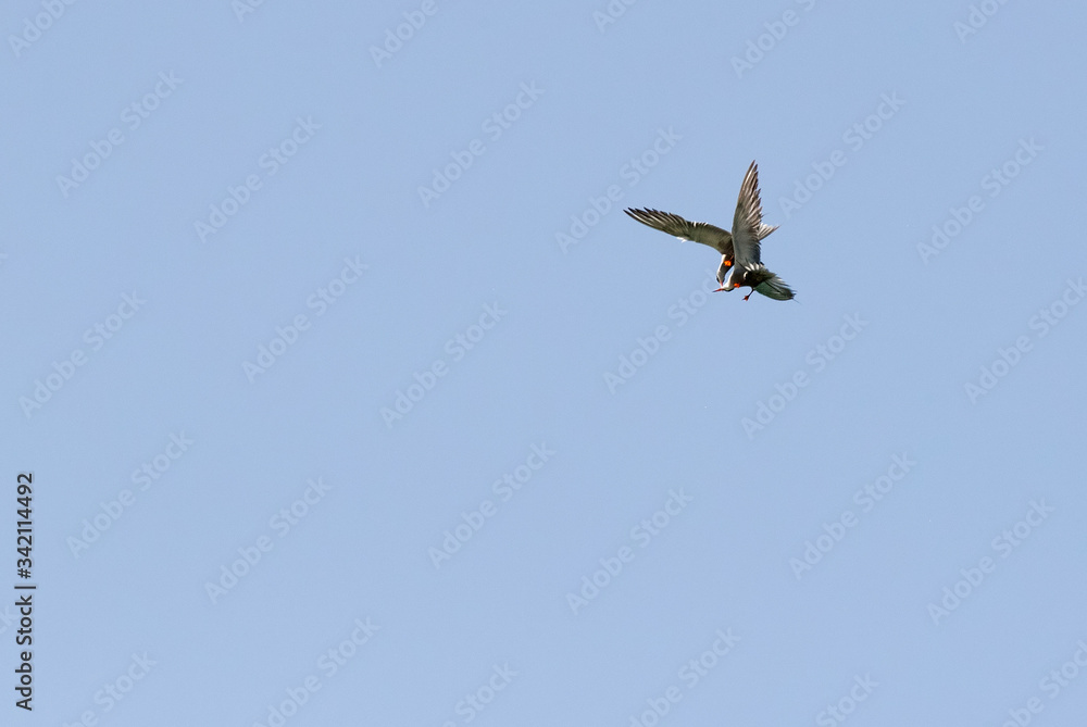 White-cheeked Terns fight and courtship in air.