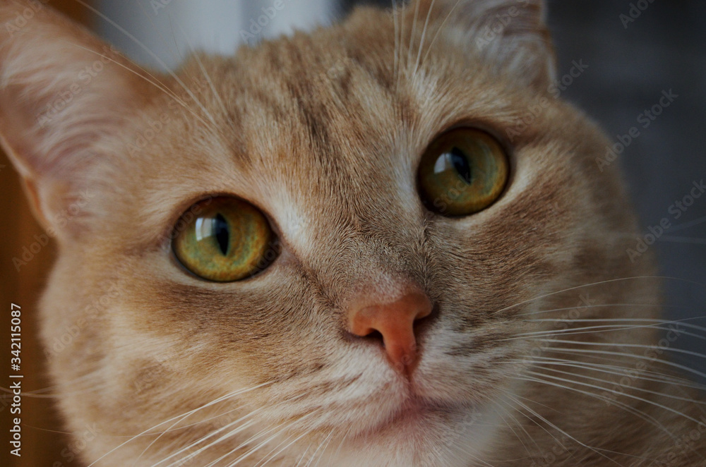 the muzzle of a red cat close-up of the cat's gaze