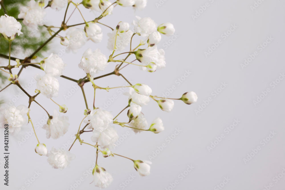 white small flower on a branch on a light background
