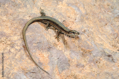 Pyrenean rock lizard / Pyrenäen-Gebirgseidechse (Iberolacerta bonnali)  - Valle de Pineta, Spanien photo
