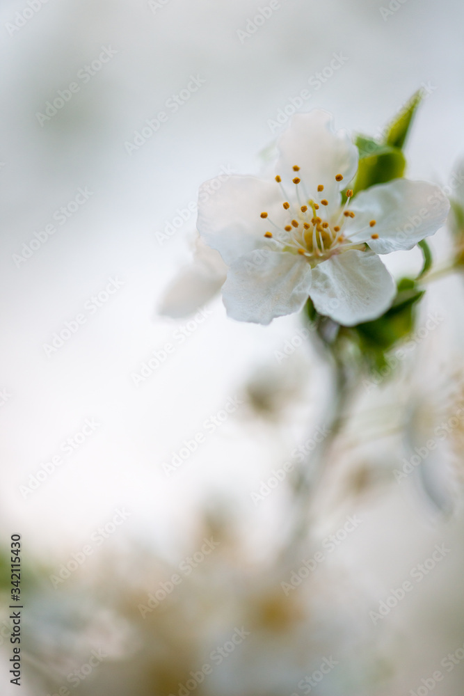 Tree blossom in full bloom. Cherry flowers in small clusters on a fruit tree branch, fading in to white. Shallow depth of field. Focus on center flower cluster. Close-up macro view Tree blossom in full bloom. Cherry flowers in small clusters on a fruit tree branch, fading in to white. Shallow depth of field. Focus on center flower cluster. Close-up macro view