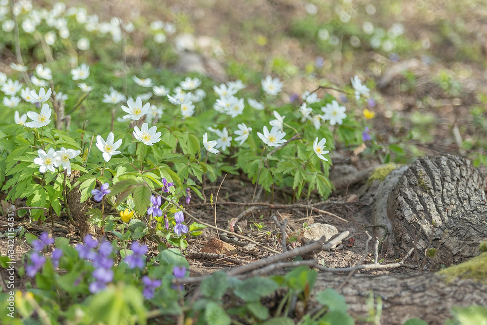 Obraz premium Beautiful forest flowers in spring