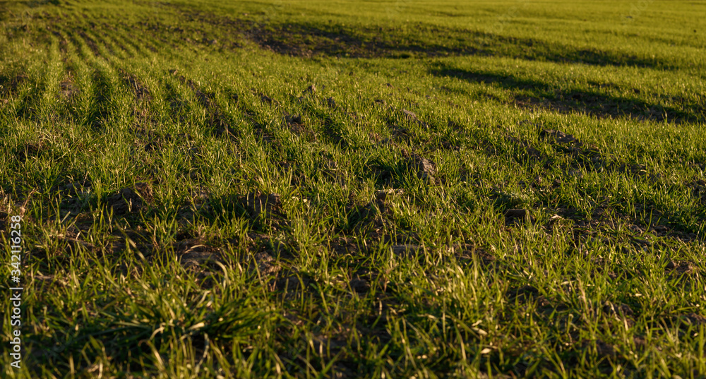 green grass in the wind
green grass in the wind