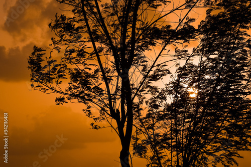 Silhouette of trees during the sunset.