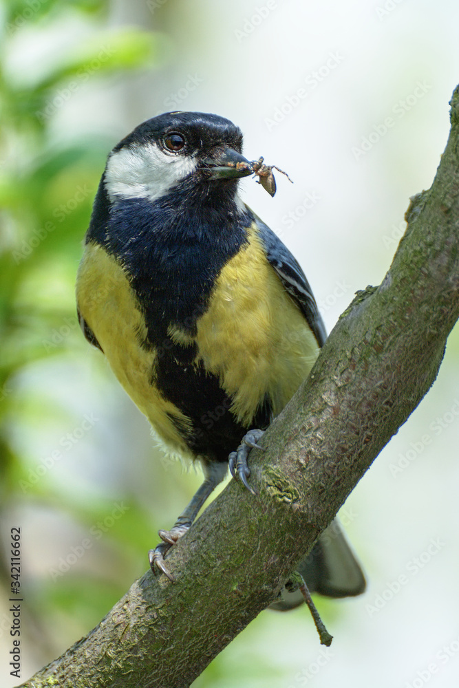 Obraz premium Great tit (Parus major) bears food to the young nest. Czechia. Europe.