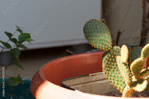 Cactus on a pot on the backgarden photo