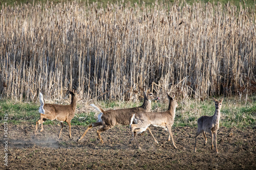 whitetail deer
