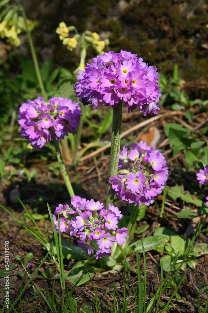 Flowers in the spring garden
Flowers in the spring garden
