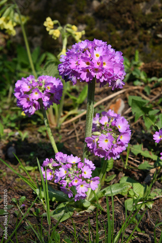 Flowers in the spring garden