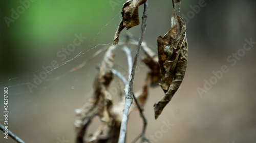 Dead Leaves with Web