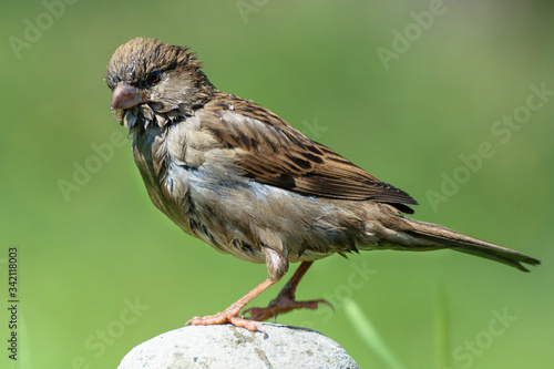 Tree sparrow (Passer montanus) sits on a stone after bathing. Czechia. Europe.