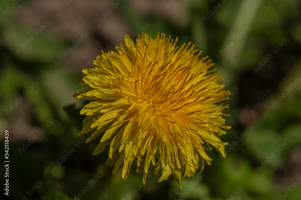 Yellow macro flower dandelion in green grass in sunny day Yellow macro flower dandelion in green grass in sunny day