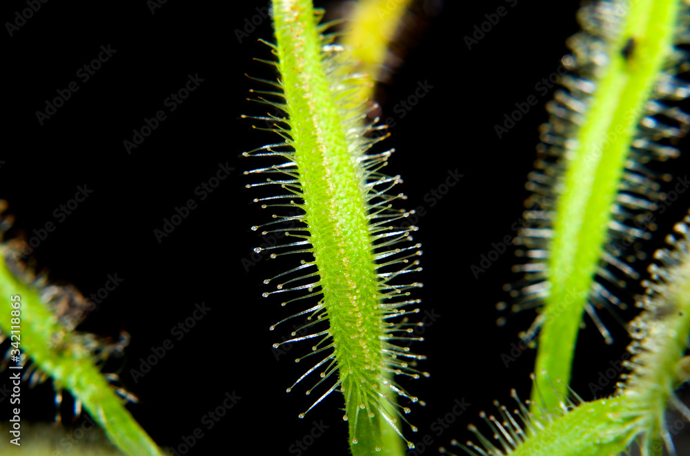 The closeup sundew leave with trichomes at black background The closeup sundew leave with trichomes at black background