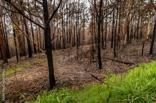 A forest in Victoria, Australia burnt down during the bush fires.