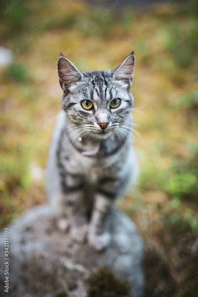 gray striped cat sitting on a stone in the garden. European common cat