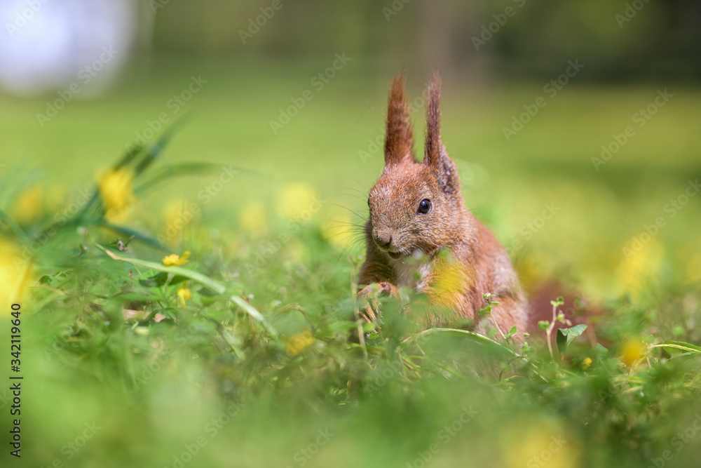 Smiling red squirrel among spring flowers Smiling red squirrel among spring flowers