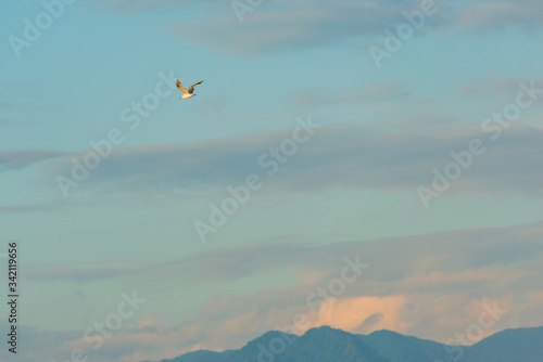 Seagull in flight against beautiful sunset sky