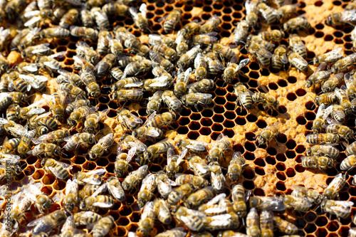 bees crawl on a wooden frame close-up. Bees on a frame with honey background.